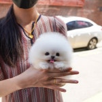 귀여운 강아지 > 유머게시판 | 퀘이사존 QUASARZONE ﻿귀여운 강아지