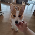 외출할때마다 멍멍이가 삐져요. > 자유게시판 | 퀘이사존 QUASARZONE 외출할때마다 멍멍이가 삐져요.