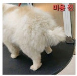 강아지 미용실이 비싼 이유 > 유머게시판 | 퀘이사존 QUASARZONE 강아지 미용실이 비싼 이유