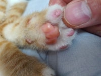 원격으로 꼬순내 맡게 해드립니다. > 자유게시판 | 퀘이사존 QUASARZONE 원격으로 꼬순내 맡게 해드립니다.