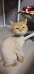충격적인 고양이 미용 후기 > 반려동물 | 퀘이사존 QUASARZONE 충격적인 고양이 미용 후기