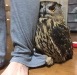 집에 손님이 오자 주인뒤에 숨는 부엉이 > 반려동물 | 퀘이사존 QUASARZONE 집에 손님이 오자 주인뒤에 숨는 부엉이