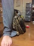 집에 손님이 오자 주인뒤에 숨는 부엉이 > 반려동물 | 퀘이사존 QUASARZONE 집에 손님이 오자 주인뒤에 숨는 부엉이