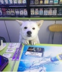 편의점 알바 견습생 > 반려동물 | 퀘이사존 QUASARZONE 편의점 알바 견습생