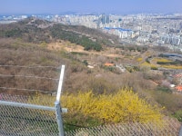 문학산 진달래 개나리 벚꽃 구경 > 음식/여행 | 퀘이사존 QUASARZONE 문학산 진달래 개나리 벚꽃 구경