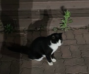 까칠한 턱시도 냥 > 반려동물 | 퀘이사존 QUASARZONE 까칠한 턱시도 냥