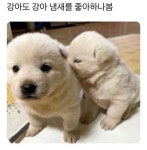 강아지 꼬순내 좋긴하지 > 자유게시판 | 퀘이사존 QUASARZONE 강아지 꼬순내 좋긴하지