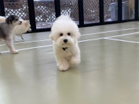 저희 두부를 소개합니다. > 반려동물 | 퀘이사존 QUASARZONE 저희 두부를 소개합니다.