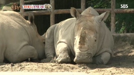 TV 동물농장 634회 무료보기-SBS ALL VOD 634회 TV 동물농장 : All VOD
