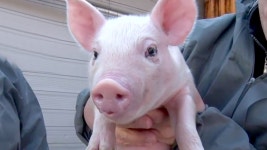 생방송 투데이 1531회 무료보기-SBS ALL VOD 1531회 생방송 투데이 : All VOD