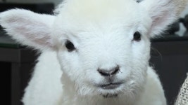 생방송 투데이 1579회 무료보기-SBS ALL VOD 1579회 생방송 투데이 : All VOD