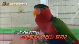 TV 동물농장 : 동물원 침팬지들의 삼각관계 (TV 동물농장 665회) : SBS 동물원 침팬지들의 삼각관계 (TV 동물농장 665회)