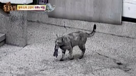 TV 동물농장 : 빨래 도둑 고양이 마루의 비밀 (TV동물농장 668회) : SBS 빨래 도둑 고양이 마루의 비밀  (TV동물농장 668회)