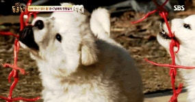 TV 동물농장 : 마요네즈 뚜껑 실종사건 진범, 한국 토종 야생 족제비 포획 성공! : SBS 마요네즈 뚜껑 실종사건 진범, 한국 토종 야생 족제비... 