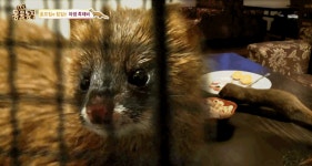 TV 동물농장 : 마요네즈 뚜껑 실종사건 진범, 한국 토종 야생 족제비 포획 성공! : SBS 마요네즈 뚜껑 실종사건 진범, 한국 토종 야생 족제비... 