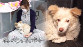TV 동물농장 985회 무료보기-SBS ALL VOD 985회 TV 동물농장 : All VOD