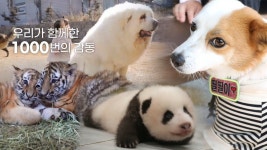 TV 동물농장 1012회 무료보기-SBS ALL VOD 1012회 TV 동물농장 : All VOD