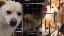 TV 동물농장 1010회-SBS ALL VOD 1010회 TV 동물농장 : All VOD