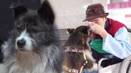 TV 동물농장 1028회 무료보기-SBS ALL VOD 1028회 TV 동물농장 : All VOD