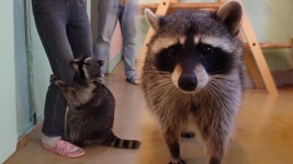 TV 동물농장 1028회 무료보기-SBS ALL VOD 1028회 TV 동물농장 : All VOD