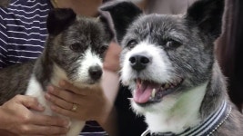 TV 동물농장 1045회 무료보기-SBS ALL VOD 1045회 TV 동물농장 : All VOD