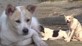 TV 동물농장 1045회 무료보기-SBS ALL VOD 1045회 TV 동물농장 : All VOD