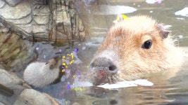 TV 동물농장 1045회 무료보기-SBS ALL VOD 1045회 TV 동물농장 : All VOD