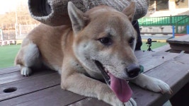 TV 동물농장 1061회-SBS ALL VOD 1061회 TV 동물농장 : All VOD