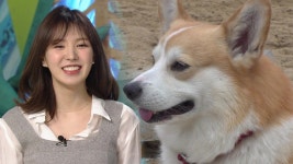 TV 동물농장 1061회-SBS ALL VOD 1061회 TV 동물농장 : All VOD