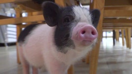 TV 동물농장 1061회-SBS ALL VOD 1061회 TV 동물농장 : All VOD