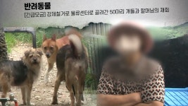 궁금한 이야기 Y 590회-SBS ALL VOD 590회 궁금한 이야기 Y : All VOD