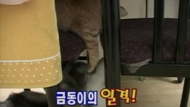 TV 동물농장 30회 무료보기-SBS ALL VOD 30회 TV 동물농장 : All VOD