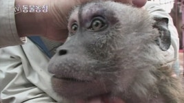 TV 동물농장 37회 무료보기-SBS ALL VOD 37회 TV 동물농장 : All VOD