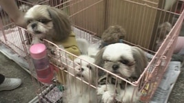 TV 동물농장 53회 무료보기-SBS ALL VOD 53회 TV 동물농장 : All VOD