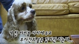 TV 동물농장 67회 무료보기-SBS ALL VOD 67회 TV 동물농장 : All VOD