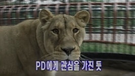 TV 동물농장 67회 무료보기-SBS ALL VOD 67회 TV 동물농장 : All VOD