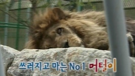 TV 동물농장 67회 무료보기-SBS ALL VOD 67회 TV 동물농장 : All VOD