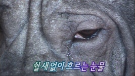 TV 동물농장 94회 무료보기-SBS ALL VOD 94회 TV 동물농장 : All VOD