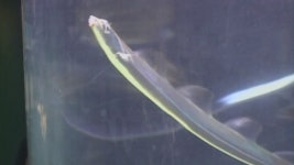 TV 동물농장 94회 무료보기-SBS ALL VOD 94회 TV 동물농장 : All VOD