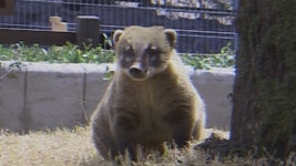 TV 동물농장 112회 무료보기-SBS ALL VOD 112회 TV 동물농장 : All VOD