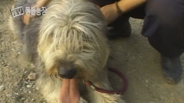 TV 동물농장 106회 무료보기-SBS ALL VOD 106회 TV 동물농장 : All VOD