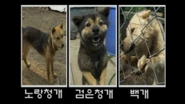 TV 동물농장 106회 무료보기-SBS ALL VOD 106회 TV 동물농장 : All VOD