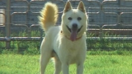 TV 동물농장 117회 무료보기-SBS ALL VOD 117회 TV 동물농장 : All VOD