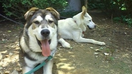 TV 동물농장 120회 무료보기-SBS ALL VOD 120회 TV 동물농장 : All VOD