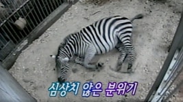 TV 동물농장 106회 무료보기-SBS ALL VOD 106회 TV 동물농장 : All VOD