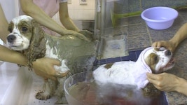 TV 동물농장 122회 무료보기-SBS ALL VOD 122회 TV 동물농장 : All VOD