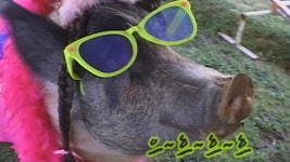 TV 동물농장 144회 무료보기-SBS ALL VOD 144회 TV 동물농장 : All VOD