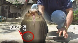 TV 동물농장 146회 무료보기-SBS ALL VOD 146회 TV 동물농장 : All VOD