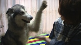 TV 동물농장 144회 무료보기-SBS ALL VOD 144회 TV 동물농장 : All VOD