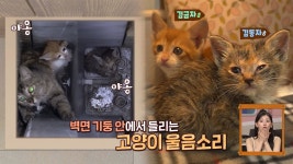 TV 동물농장 1143회-SBS ALL VOD 1143회 TV 동물농장 : All VOD